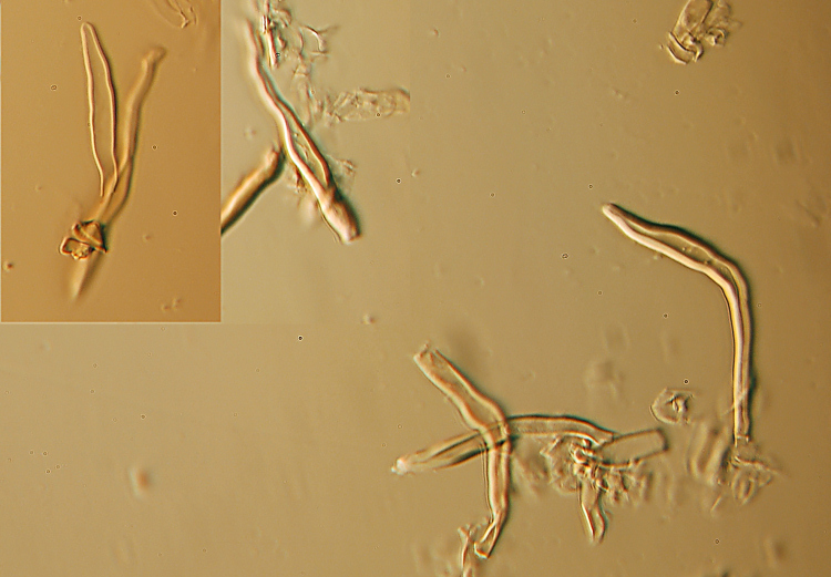 Gloeophyllum sp. (Gloeophyllum abietinum)